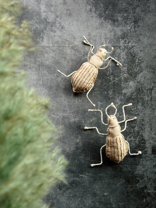 muslin ground beetle bug