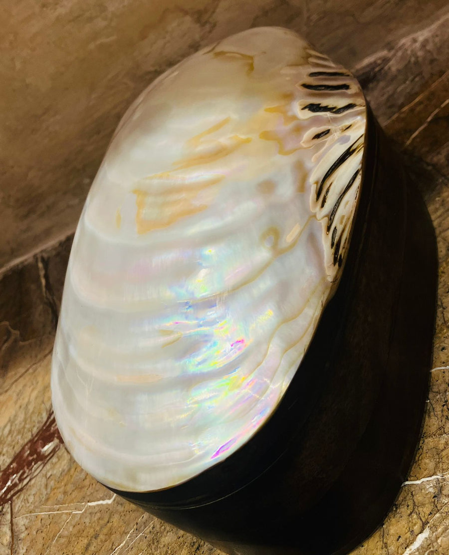 Shell Box Big